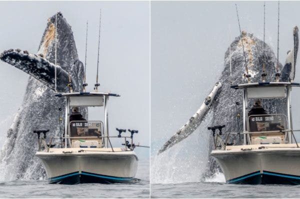 Vídeo viral mostra o incrível salto de uma baleia gigante ao lado de um pescador