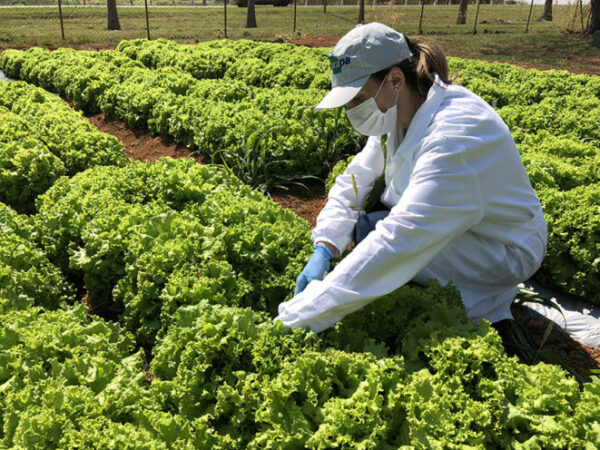 Sistema de baixo custo usa água de esgoto tratada para irrigar horta