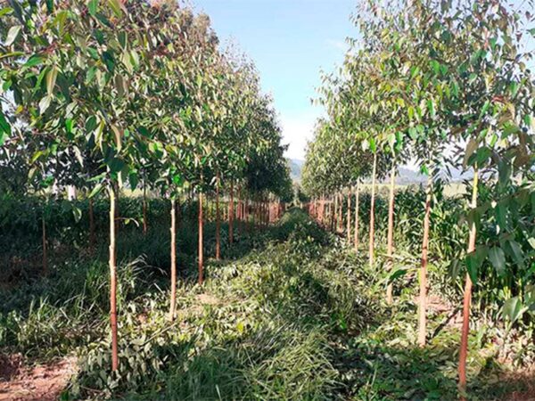 Zona da Mata tem 60 mil mudas plantadas em ação de reflorestamento do Projeto Conexão Mata Atlântica