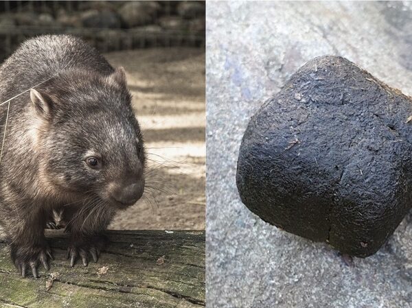 Cientistas descobrem o “mistério do cocô quadrado” feito por marsupial