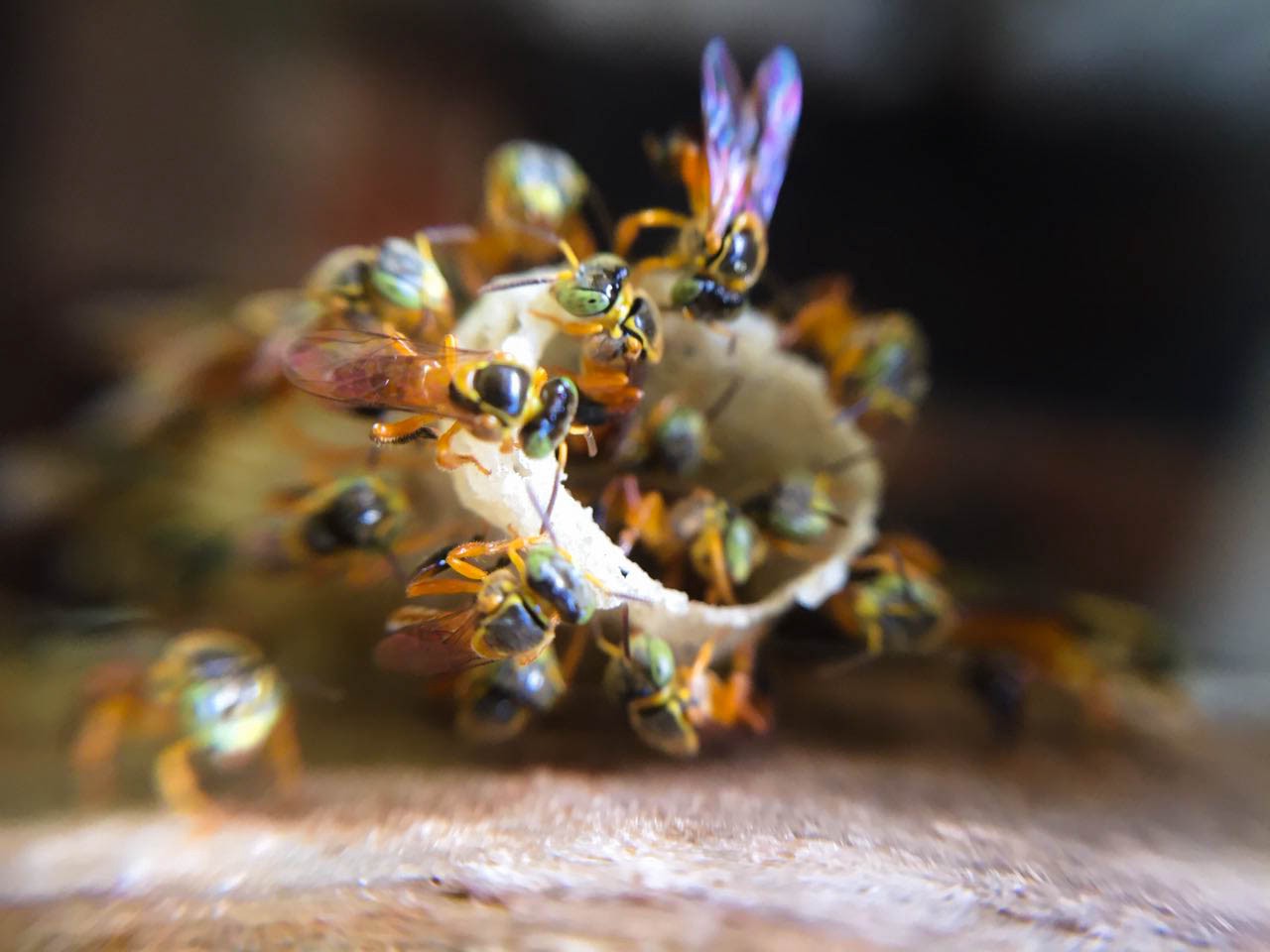 Corredor ecológico vai ajudar a preservar abelhas nativas no DF