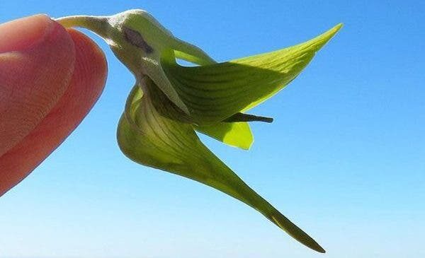 A Fascinante Flor Australiana Cujas Pétalas Formam Beija-Flores