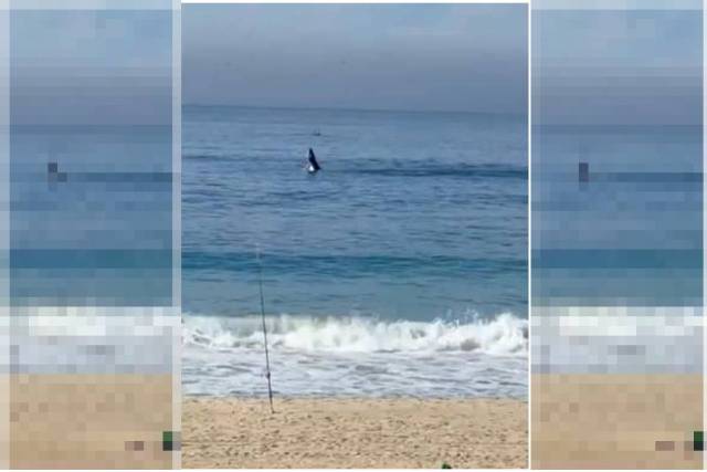 Vídeo: filhote de baleia jubarte brinca em praia do Rio de Janeiro