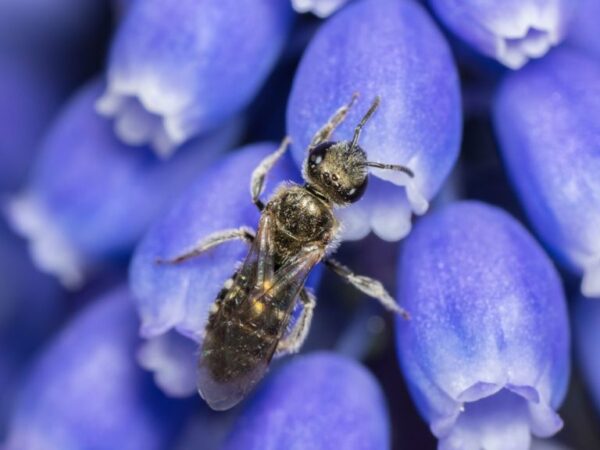 Não vemos um quarto das espécies conhecidas de abelhas desde a década de 1990