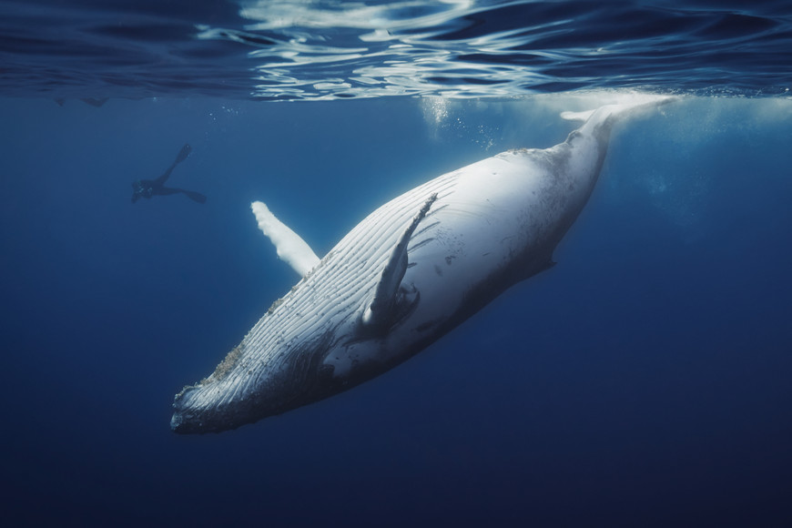 Após 40 anos de proibição da caça, baleias azuis voltam a reocupar as regiões polares