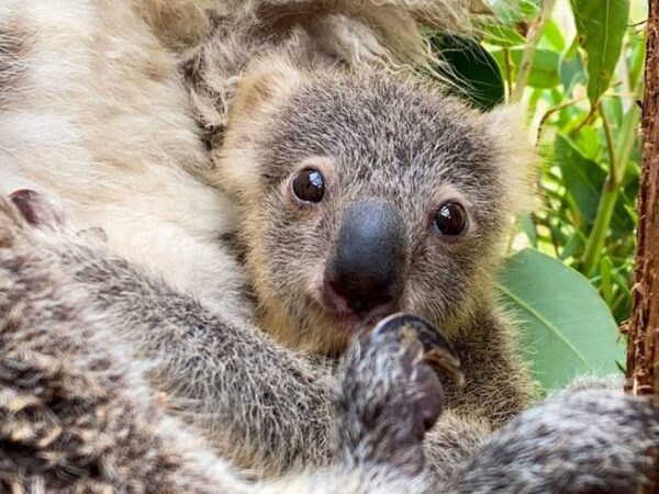 Zoológico de Sydney apresenta 1º filhote de coala nascido em um ano