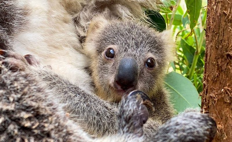 Zoológico de Sydney apresenta 1º filhote de coala nascido em um ano