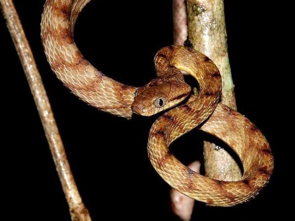 Cobras invasoras deslocam o corpo em ‘movimento de laço’ inédito – veja vídeo