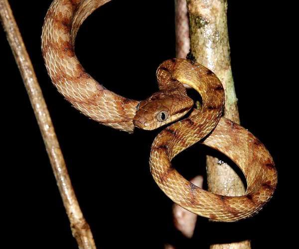 Cobras invasoras deslocam o corpo em ‘movimento de laço’ inédito – veja vídeo