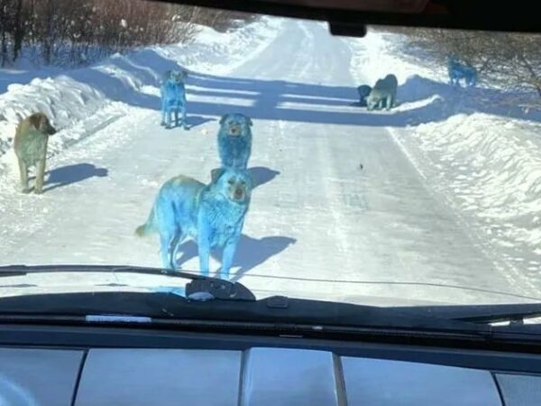 Cachorros azuis foram descobertos perto de Moscou