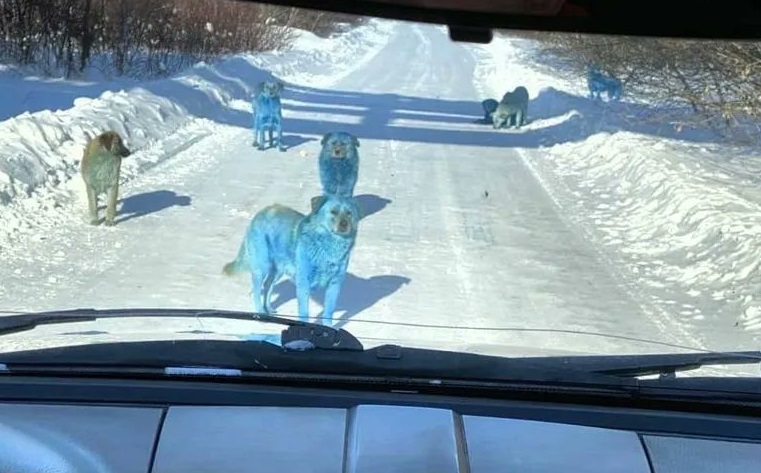 Cachorros azuis foram descobertos perto de Moscou