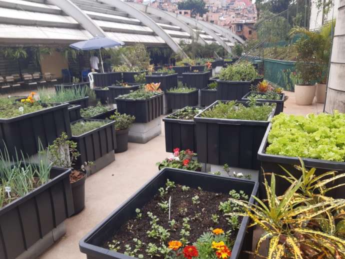 Fazenda Urbana de Paraisópolis produziu 300kg de hortaliças até dezembro