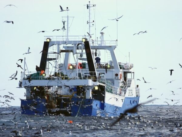 Conservacionistas criam método simples que reduz a morte de aves marinhas em 98%