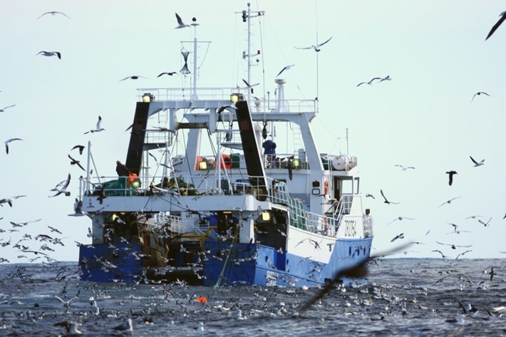 Conservacionistas criam método simples que reduz a morte de aves marinhas em 98%