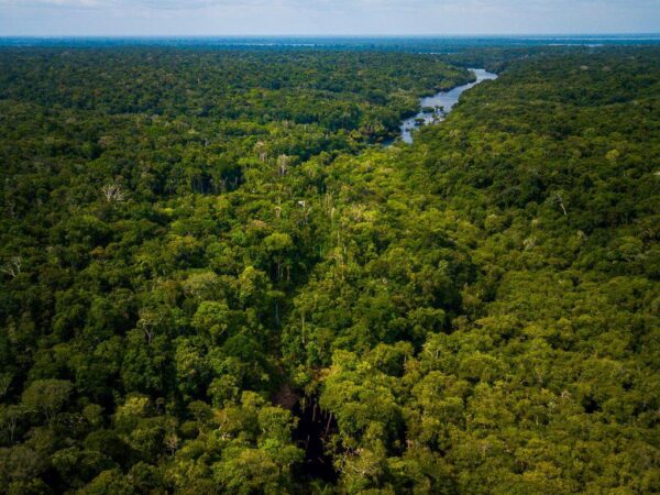 Moradores da Amazônia vão gerar renda coletando DNA de espécies florestais