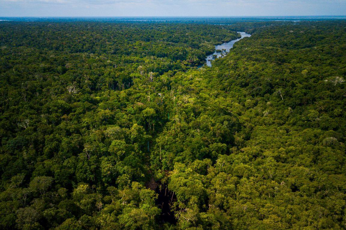 Moradores da Amazônia vão gerar renda coletando DNA de espécies florestais