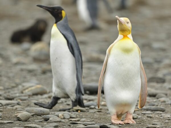 Fotógrafo captura imagens de um raro pinguim amarelo  na ilha da Geórgia do Sul