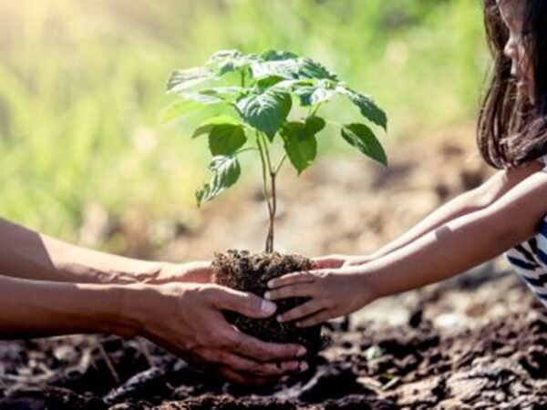 Reserva ecológica abre vaquinha para replantar espécies da Mata Atlântica