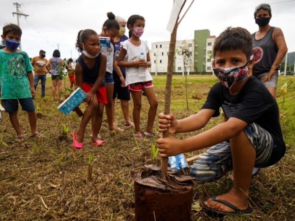 CDHU planta mais de 2 mil árvores frutíferas em conjuntos habitacionais