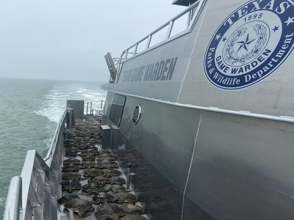 Tempestade no Texas leva ao salvamento de 2 mil tartarugas marinhas