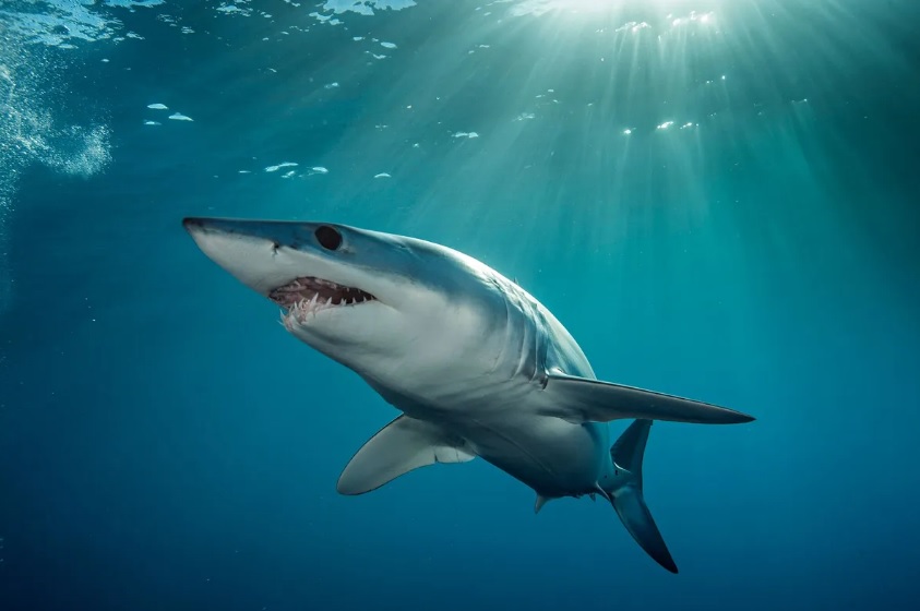 Populações de tubarões e arraias sofreram declínio de 70% nos oceanos em meio século