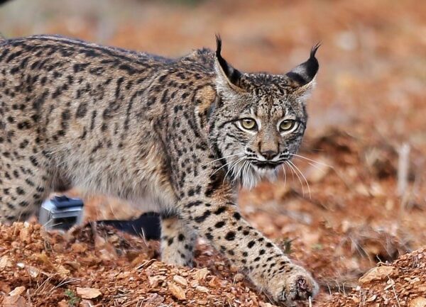 Primeiros linces-ibéricos de 2021 nascem em Silves de mãe criada no centro