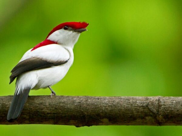 Ceará realiza inventário estadual de fauna, com registro de mais de 1.200 animais