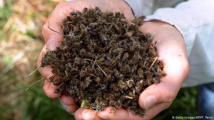 As abelhas enfrentam sua própria pandemia