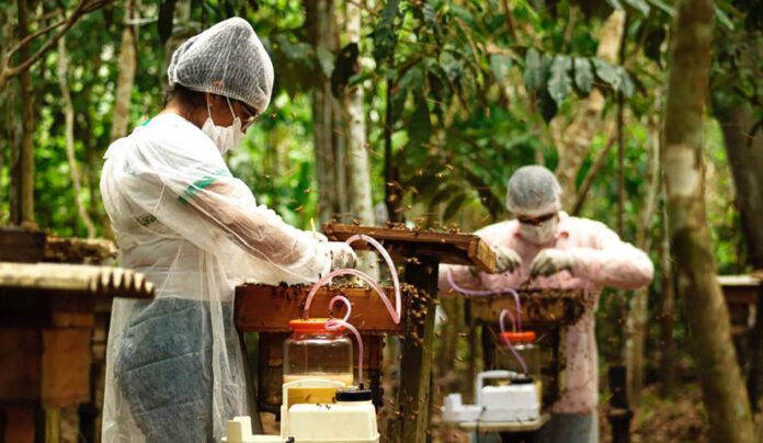 Manejo de abelha sem ferrão gera renda e protege a floresta no Amazonas