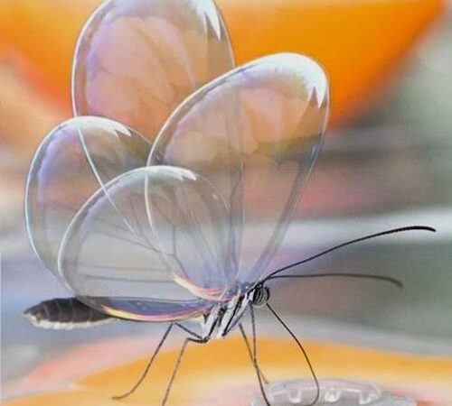 Incrível borboleta que fica transparente para confundir predadores