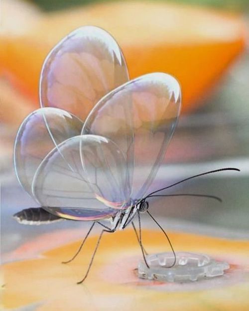 Incrível borboleta que fica transparente para confundir predadores