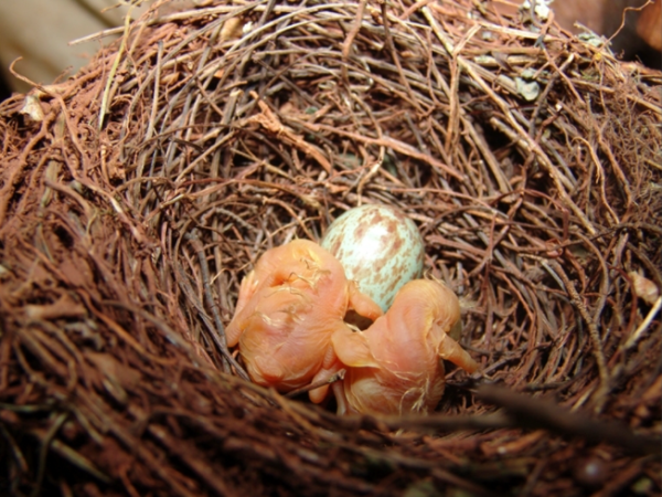 Estudo identifica Cerrado como ambiente de proteção para ninhos de aves