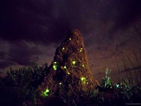 Cupinzeiros iluminados por filhotes de vaga-lumes no Parque das Emas