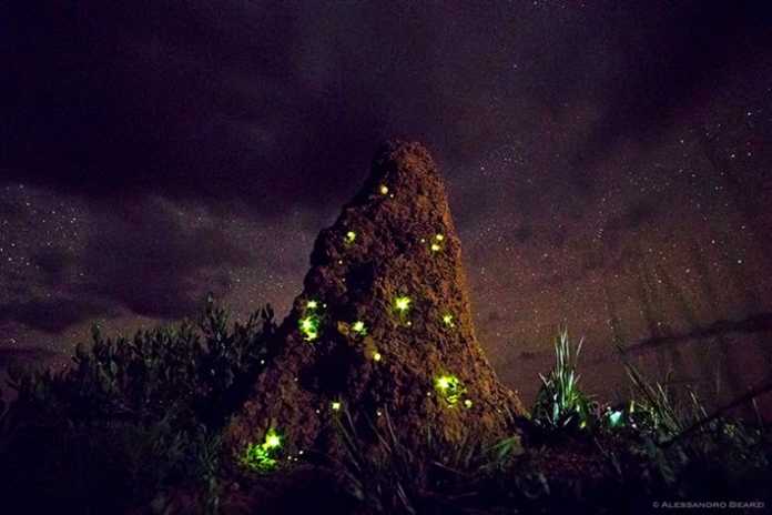 Cupinzeiros iluminados por filhotes de vaga-lumes no Parque das Emas