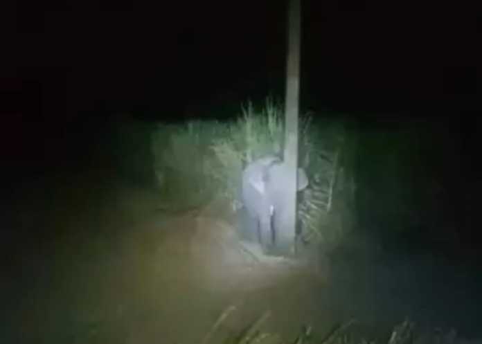 Elefante é flagrado comendo cana e se esconde atrás de poste