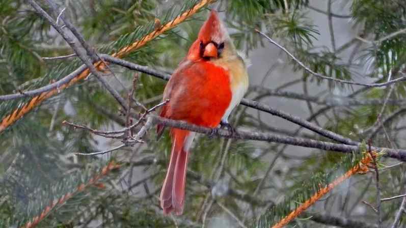 ‘Metade fêmea, metade macho’: pássaro raro é fotografado nos EUA