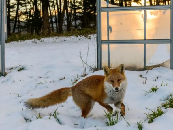 Fotografias: Uma década depois do desastre nuclear, Fukushima está repleta de vida selvagem