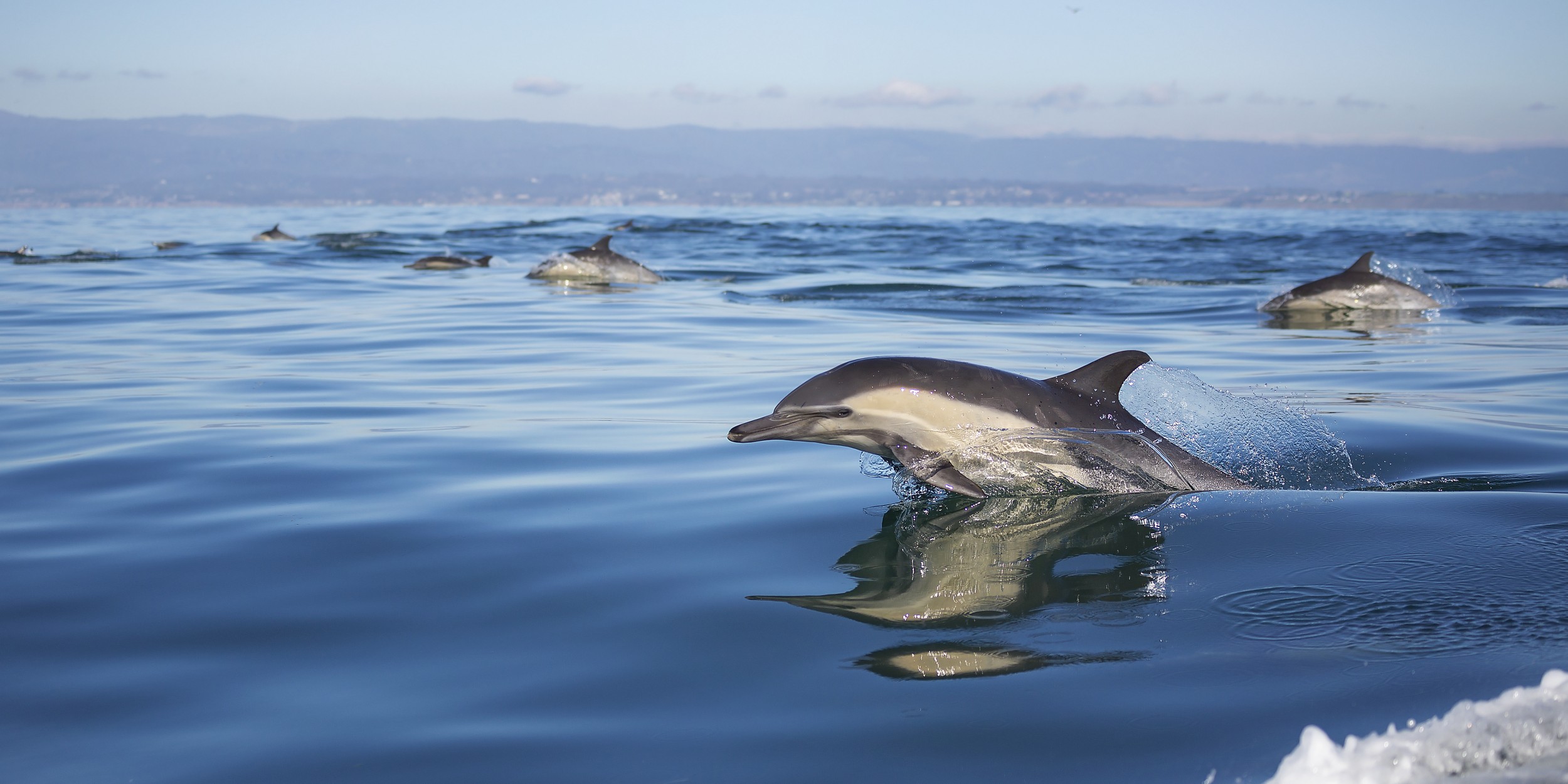 Mulheres lutam para proteger a toninha, o golfinho mais ameaçado do Brasil