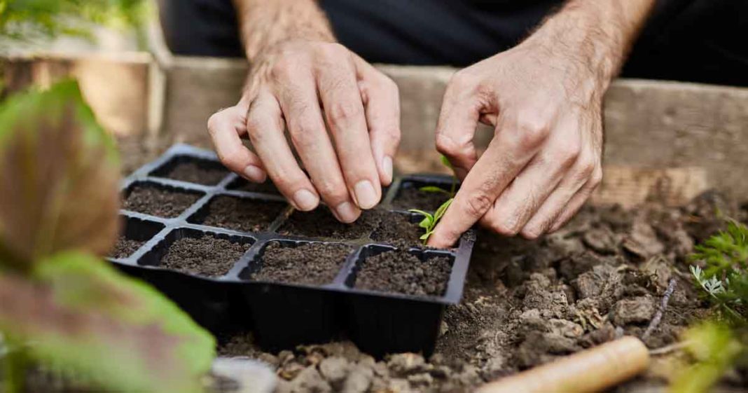 Alunos desenvolvem kit de plantio que ensina a fazer horta em casa ou apartamento