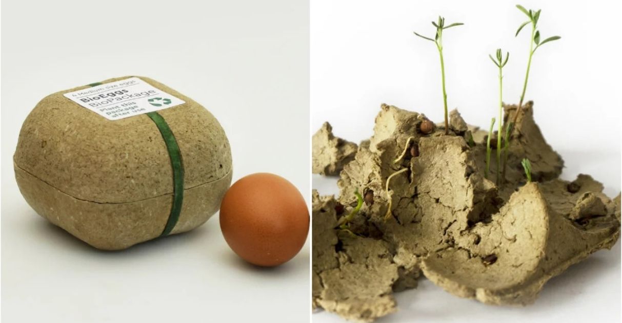 Conheça o Biopack, embalagem de ovos que pode ser plantada após uso