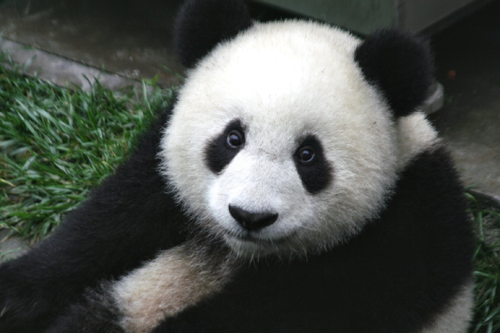 Pandas deixam de estar em perigo de extinção mas continuam a ser muito vulneráveis