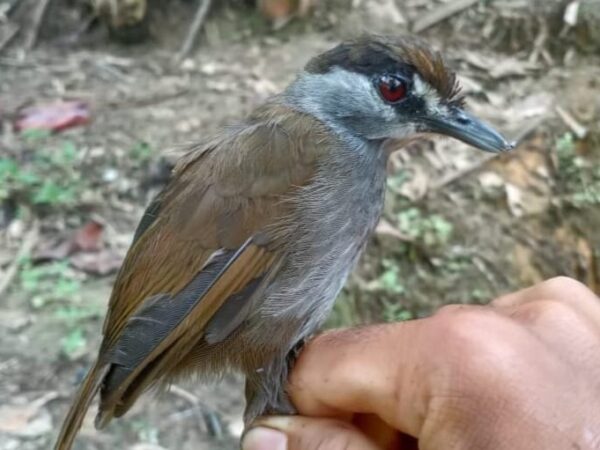 Pássaro considerado extinto é visto pela 1ª vez em 172 anos na Indonésia