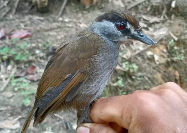 Pássaro considerado extinto é visto pela 1ª vez em 172 anos na Indonésia