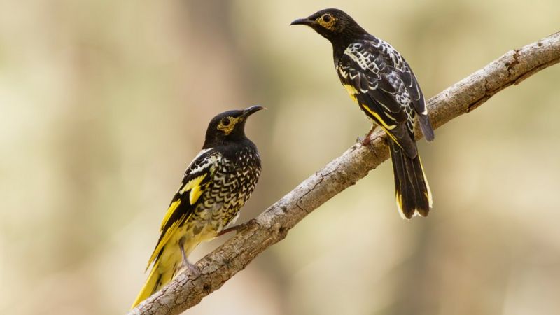 Pássaro em risco de extinção ‘esquece’ como cantar