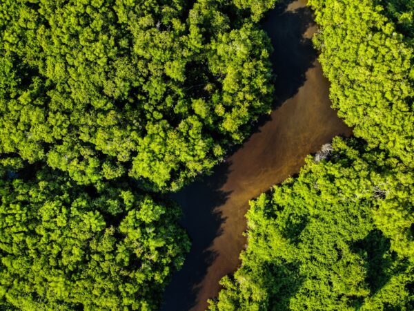 6 livros de cunho Ambiental para download gratuito