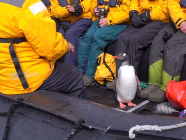 Pinguim escapa de orcas saltando em um barco turístico