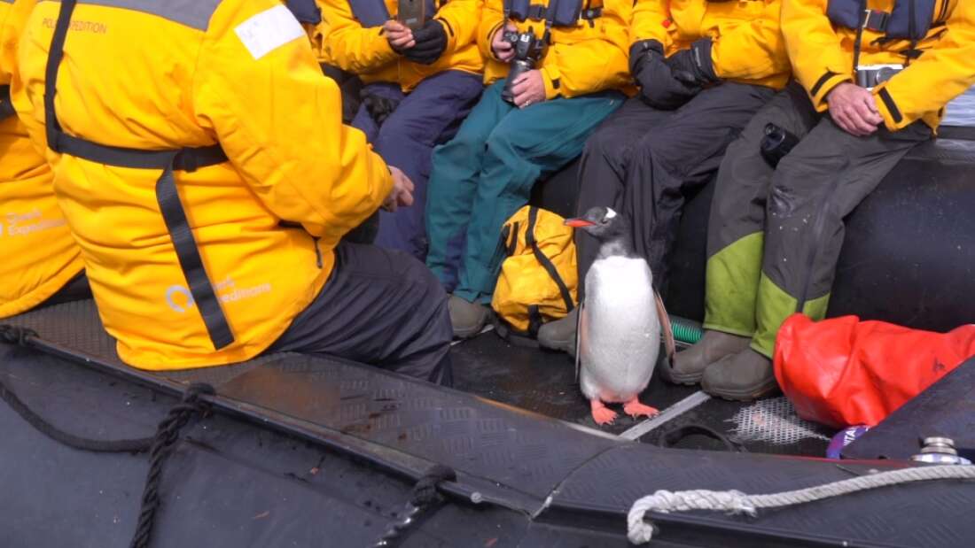 Pinguim escapa de orcas saltando em um barco turístico