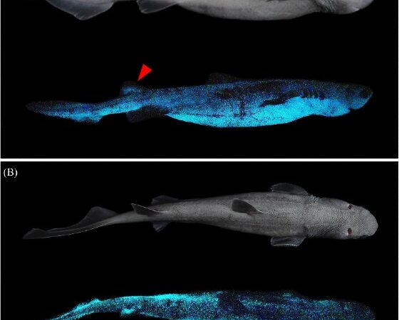 Tubarões com camuflagem luminescente são as vedetes de cientistas da Nova Zelândia