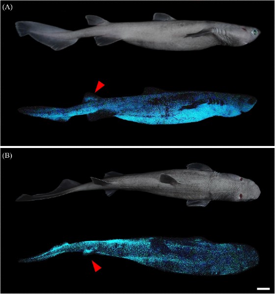 Tubarões com camuflagem luminescente são as vedetes de cientistas da Nova Zelândia
