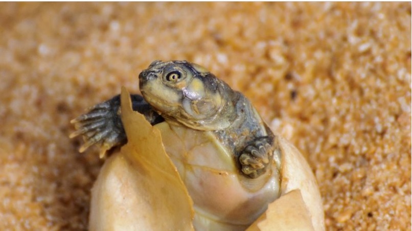 Tocantins registra recorde em nascimentos de tartarugas-da-amazônia, mas mudança de comportamento da desova preocupa